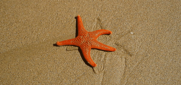 Who is your starfish